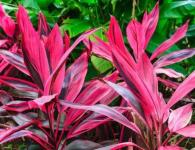 Неприхотливое тропическое растение Кордилина прямая: правила ухода в домашних условиях